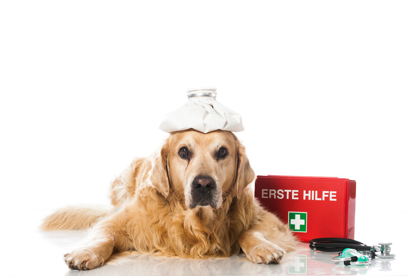 Erste Hilfe am Hund 22.09.2024 10:30 Uhr